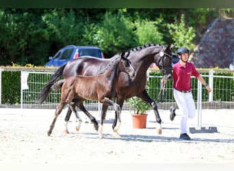 Caballo de deporte alemán, Semental, Potro (04/2026), Negro