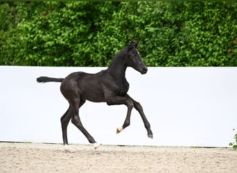 Caballo de deporte alemán, Semental, Potro (04/2024), Negro