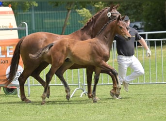 Caballo de deporte alemán, Semental, Potro (04/2025), Negro