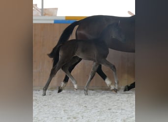 Caballo de deporte alemán, Semental, , Negro