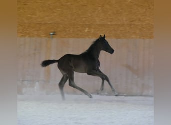 Caballo de deporte alemán, Semental, , Negro