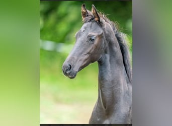 Caballo de deporte alemán, Semental, , Negro