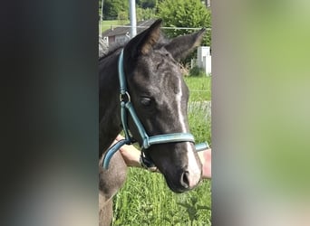 Caballo de deporte alemán, Semental, Potro (04/2025), Negro