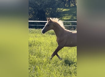 Caballo de deporte alemán, Semental, Potro (06/2026), Palomino