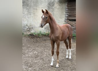 Caballo de deporte alemán, Semental, Potro (04/2026), Tordo ruano