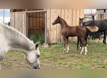 Caballo de deporte alemán, Semental, Potro (04/2026), Tordo ruano