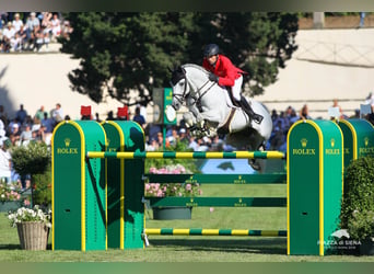 Caballo de deporte alemán, Semental, 19 años, 168 cm, Tordo