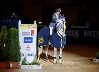 Caballo de deporte alemán, Semental, 19 años, 168 cm, Tordo