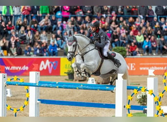 Caballo de deporte alemán, Semental, 19 años, 168 cm, Tordo