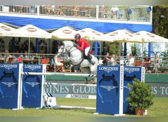 Caballo de deporte alemán, Semental, 19 años, 168 cm, Tordo