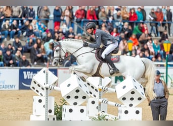 Caballo de deporte alemán, Semental, 19 años, 168 cm, Tordo