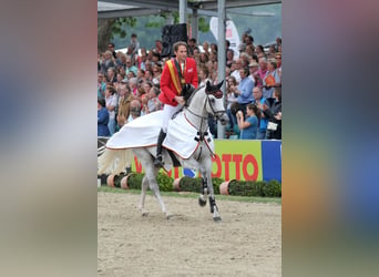 Caballo de deporte alemán, Semental, 19 años, 168 cm, Tordo