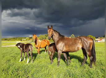 Caballo de deporte alemán, Yegua, 10 años, 150 cm, Castaño oscuro