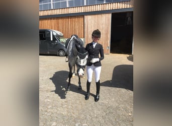 Caballo de deporte alemán, Yegua, 10 años, 160 cm, Tordo
