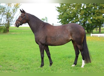Caballo de deporte alemán, Yegua, 10 años, 161 cm, Castaño