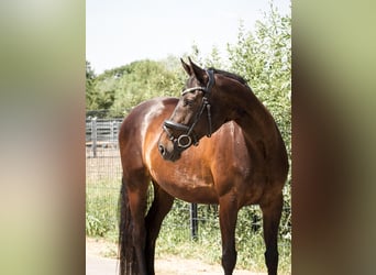 Caballo de deporte alemán, Yegua, 10 años, 164 cm, Castaño oscuro