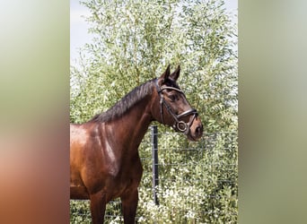 Caballo de deporte alemán, Yegua, 10 años, 164 cm, Castaño oscuro