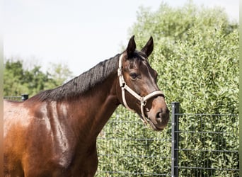 Caballo de deporte alemán, Yegua, 10 años, 164 cm, Castaño oscuro