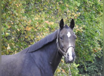 Caballo de deporte alemán, Yegua, 10 años, 164 cm, Castaño oscuro
