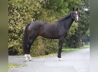 Caballo de deporte alemán, Yegua, 10 años, 164 cm, Castaño oscuro