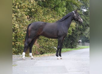 Caballo de deporte alemán, Yegua, 10 años, 164 cm, Castaño oscuro
