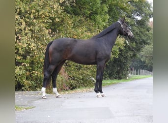 Caballo de deporte alemán, Yegua, 10 años, 164 cm, Castaño oscuro