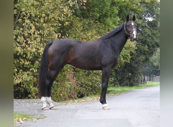 Caballo de deporte alemán, Yegua, 10 años, 164 cm, Castaño oscuro