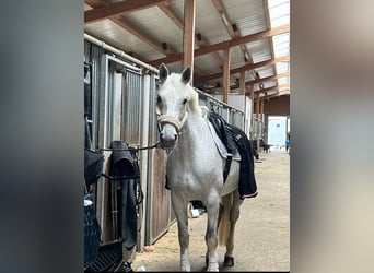 Caballo de deporte alemán, Yegua, 10 años, 164 cm, Tordo