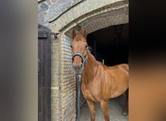 Caballo de deporte alemán, Yegua, 10 años, 165 cm, Alazán