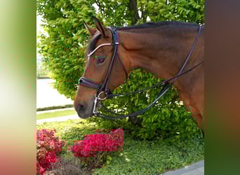 Caballo de deporte alemán, Yegua, 10 años, 165 cm, Castaño