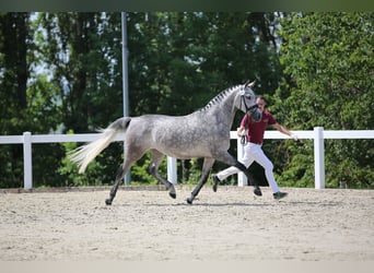 Caballo de deporte alemán, Yegua, 10 años, 165 cm, Tordo