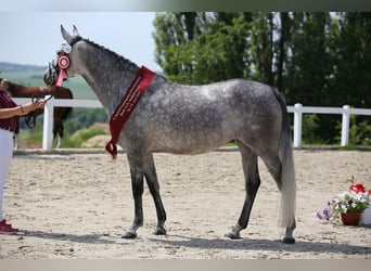 Caballo de deporte alemán, Yegua, 10 años, 165 cm, Tordo
