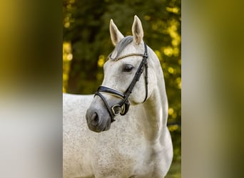 Caballo de deporte alemán, Yegua, 10 años, 165 cm, Tordo