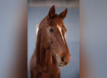 Caballo de deporte alemán, Yegua, 10 años, 166 cm, Alazán-tostado