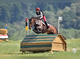 Caballo de deporte alemán, Yegua, 10 años, 166 cm, Castaño