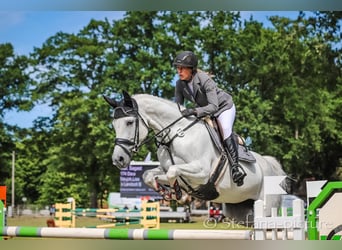 Caballo de deporte alemán, Yegua, 10 años, 166 cm, Tordo