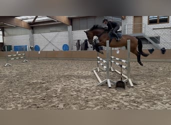 Caballo de deporte alemán, Yegua, 10 años, 167 cm, Castaño