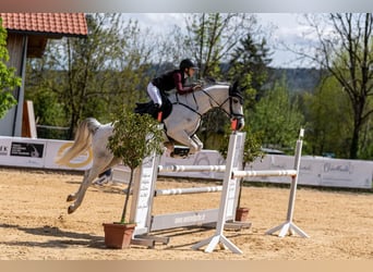 Caballo de deporte alemán, Yegua, 10 años, 168 cm, Tordo
