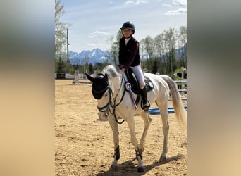 Caballo de deporte alemán, Yegua, 10 años, 168 cm, Tordo