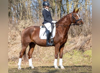 Caballo de deporte alemán, Yegua, 10 años, 169 cm, Alazán