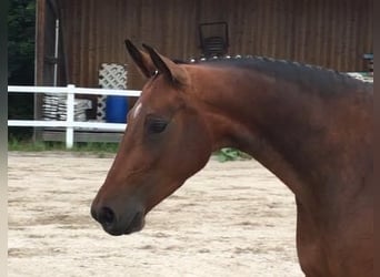 Caballo de deporte alemán, Yegua, 10 años, 169 cm, Castaño