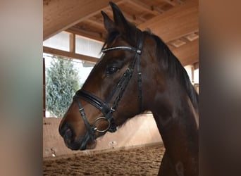 Caballo de deporte alemán, Yegua, 10 años, 169 cm, Castaño