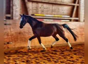 Caballo de deporte alemán, Yegua, 10 años, 169 cm, Castaño