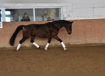 Caballo de deporte alemán, Yegua, 10 años, 169 cm, Castaño