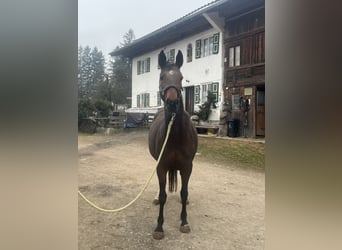 Caballo de deporte alemán, Yegua, 10 años, 169 cm, Castaño