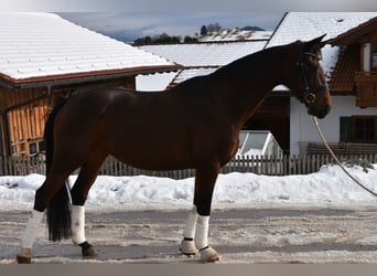 Caballo de deporte alemán, Yegua, 10 años, 169 cm, Castaño