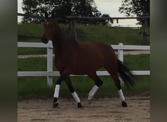 Caballo de deporte alemán, Yegua, 10 años, 169 cm, Castaño