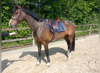 Caballo de deporte alemán, Yegua, 10 años, 169 cm, Castaño