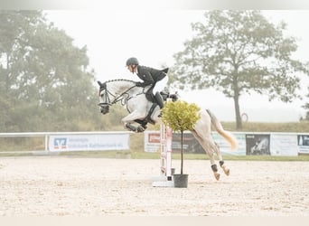 Caballo de deporte alemán, Yegua, 10 años, 169 cm, Tordo