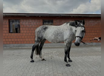 Caballo de deporte alemán, Yegua, 10 años, 170 cm, Tordo rodado